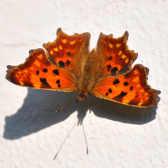 Det%20hvide%20C%20%285%29